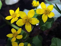 Marsh-Marigold - Saratoga County, NY - 04/18/21
