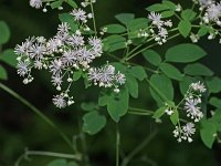 Tall Meadow-Rue - Saratoga County, NY - 06/18/21