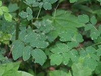 Tall Meadow-Rue - Saratoga County, NY - 06/18/21