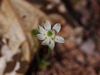 Three-Leaved Goldthread - Saratoga County, NY - 04/18/21