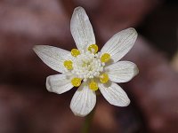 Three-Leaved Goldthread - Saratoga County, NY - 04/18/21