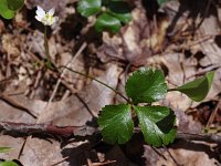 Three-Leaved Goldthread - Saratoga County, NY - 04/18/21