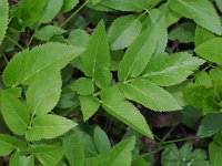 Golden Alexanders - Saratoga County, NY - 05/04/21