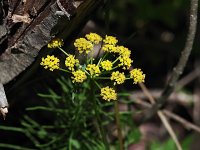 Golden Alexanders - Saratoga County, NY - 05/16/21