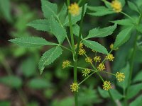 Golden Alexanders - Saratoga County, NY - 05/22/21