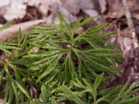 Blue Ground-Cedar - Saratoga County, NY - 05/01/21