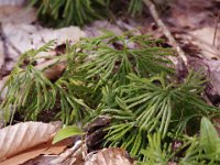 Blue Ground-Cedar - Saratoga County, NY - 05/01/21