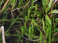 Northern Bog-Clubmoss - Herkimer County, NY - 07/15/21