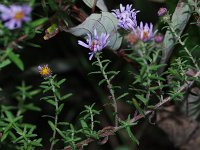 Amethyst Aster - Saratoga County, NY - 10/05/20