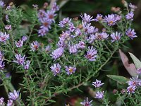 Amethyst Aster - Saratoga County, NY - 10/05/20