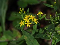 Axillary Goldenrod - Saratoga County, NY - 09/07/20