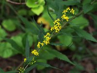 Axillary Goldenrod - Saratoga County, NY - 09/07/20