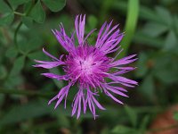 Black Knapweed - non-natve - Saratoga County, NY - 09/12/21