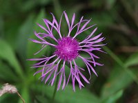 Black Knapweed - non-natve - Saratoga County, NY - 09/12/21