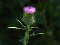 Bull Thistle- non-natve - Saratoga County, NY - 08/01/20