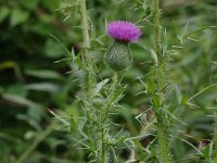 Bull Thistle- non-natve - Saratoga County, NY - 08/07/20