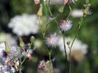 Common Sow Thistle - non-native - Saratoga County, NY - 08/16/20