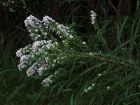 Heath Aster - Saratoga  County, NY - 09/21/21