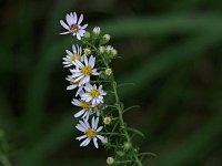Heath Aster - Saratoga  County, NY - 09/21/21