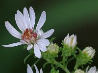 Heath Aster - Saratoga  County, NY - 09/21/21