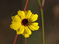 Leavenworth's Tickseed - Monroe County, FL - 05/04/17
