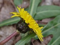Marsh Dandelion - non-native - Saratoga County, NY - 04/25/21
