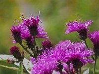 New York Ironweed  - Hartford County, CT - 09/20/20