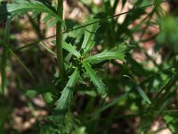 Oxeye Daisy - non-native - Saratoga County, NY - 06/06/21
