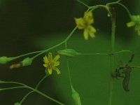 Panicled Hawkweed - Schenectady County, NY - 08/29/20