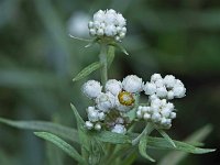 Pearly Everlasting - Saratoga County, NY - 07/31/21