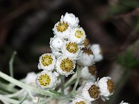 Pearly Everlasting - Saratoga County, NY - 08/29/21