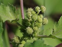 Rough Cocklebur - Albany County, NY - 08/18/20