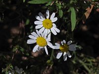 Scentless Chamomile - non-native - Hampden  County, MA - 09/19/20