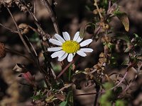 Scentless Chamomile - non-native - Hampden  County, MA - 09/19/20
