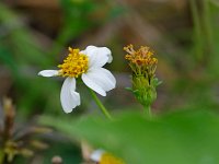 Shepherd's Needles - Monroe County, FL - 04/27/12