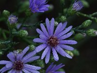 Smooth Aster - Saratoga County, NY - 09/09/20