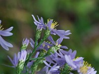 Smooth Aster - Schenectady County, NY - 09/22/20