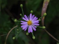 Smooth Aster - Saratoga County, NY - 08/29/21