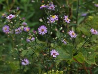 Smooth Aster - Saratoga County, NY - 08/29/21