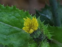 Spiny-Leaved Sow Thistle - Saratoga County, NY - 10/22/20