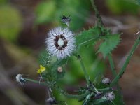 Spiny-Leaved Sow Thistle - Saratoga County, NY - 10/22/20