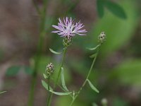 Spotted Knapweed - non-natve - Saratoga County, NY - 08/02/20