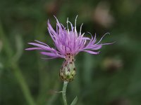 Spotted Knapweed - non-natve - Saratoga County, NY - 08/07/20