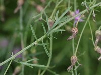 Spotted Knapweed - non-natve - Saratoga County, NY - 08/07/20