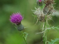 Swamp Thistle - Saratoga County, NY - 09/06/20