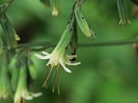 Three-Leaved Rattlesnake-Root - Saratoga County, NY - 08/21/21
