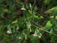 Three-Leaved Rattlesnake-Root - Saratoga County, NY - 08/21/21