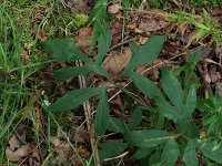 Three-Leaved Rattlesnake-Root - Saratoga County, NY - 08/21/21