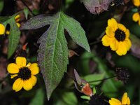Three-Lobed Coneflower - Saratoga County, NY - 09/29/20