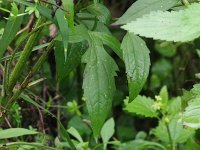 Three-Lobed Coneflower - Saratoga County, NY - 09/09/21